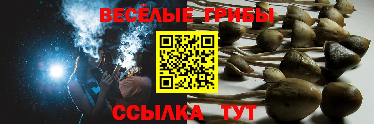 Псилоцибиновые грибы Psilocybe Видное